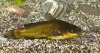 Pesce Gatto in cova