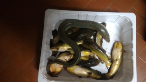evviva il pescegatto